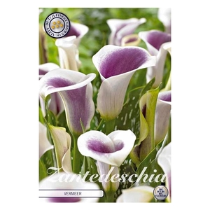 Zantedeschia Vermeer x1 14/16