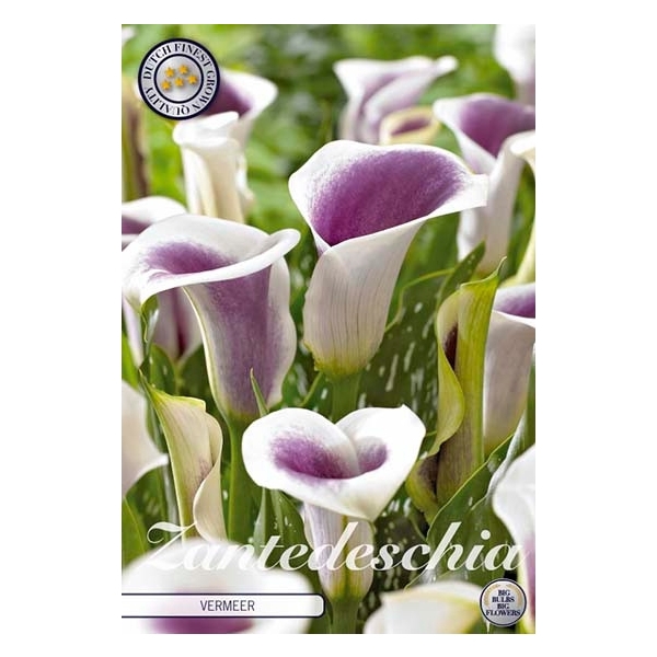 <h4>Zantedeschia Vermeer x1 14/16</h4>