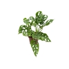 MONSTERA OBLIQUA ADANSONII P17