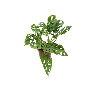MONSTERA OBLIQUA ADANSONII P17