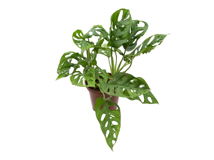 <h4>MONSTERA OBLIQUA ADANSONII P17</h4>