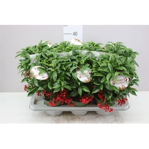 Ardisia Crenata Bos Premium Red