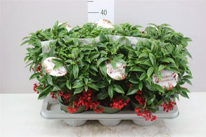 <h4>Ardisia Crenata Bos Premium Red</h4>