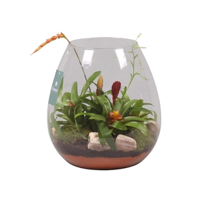 Green Bottle Abby XLarge met Bromelia