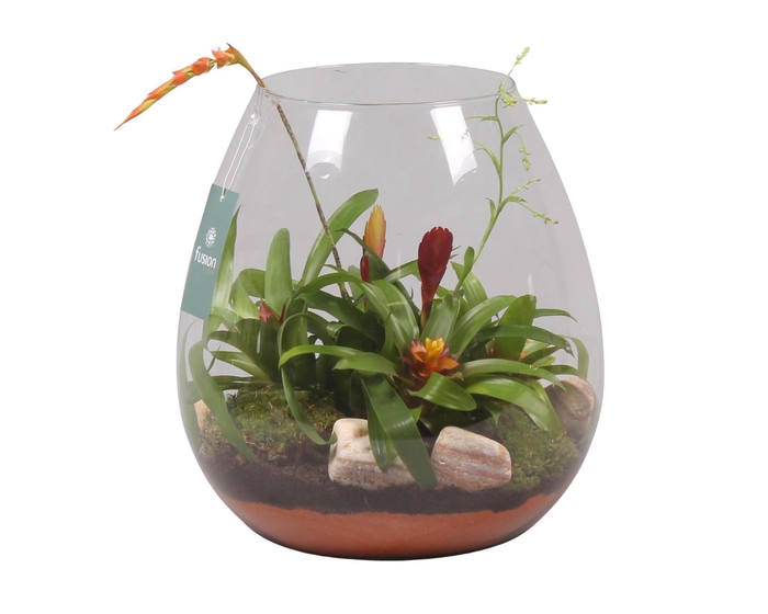 <h4>Green Bottle Abby XLarge met Bromelia</h4>