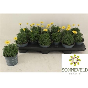 Argyranthemum frutescens La Rita Yellow