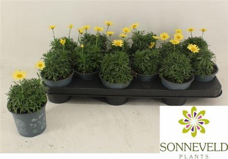 <h4>Argyranthemum frutescens La Rita Yellow</h4>
