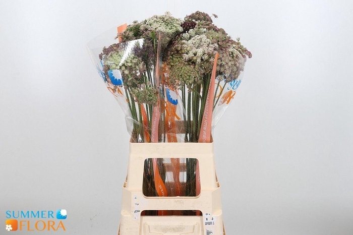 <h4>Daucus Carota Dara</h4>