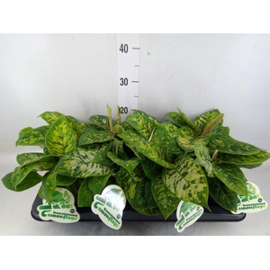 Homalomena wal. 'Camouflage'