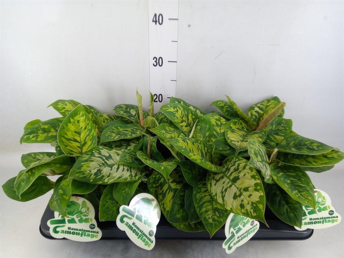 <h4>Homalomena wal. 'Camouflage'</h4>