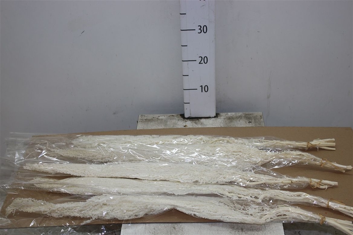 <h4>Dried Amaranthus Bleached</h4>