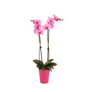 Linge Pink Phal I Am Pink 2T14+