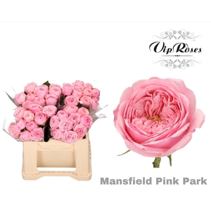 R KL MANSFI PIN PARK