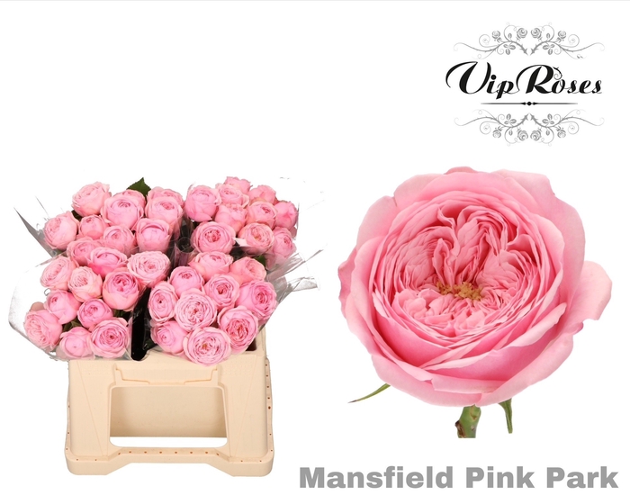 <h4>R KL MANSFI PIN PARK</h4>
