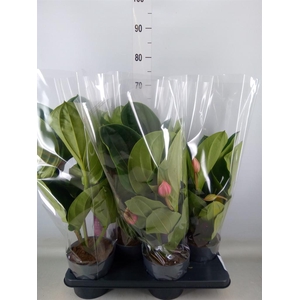 Medinilla magn. 'Flamenco'