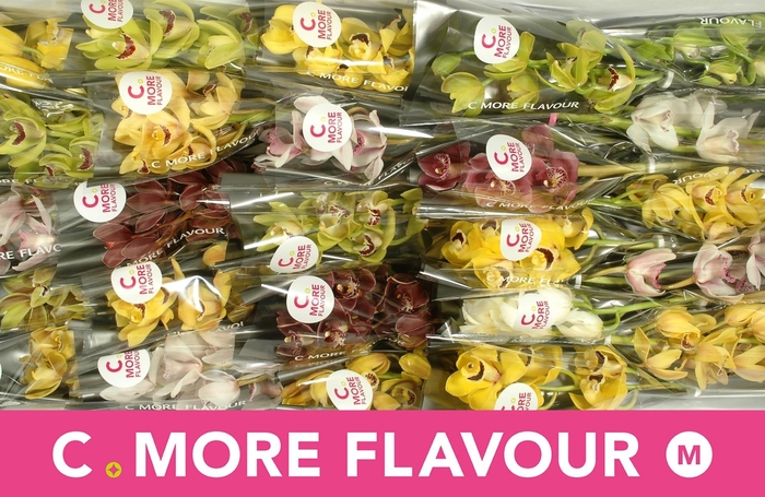 <h4>CYMB MI GEM</h4>