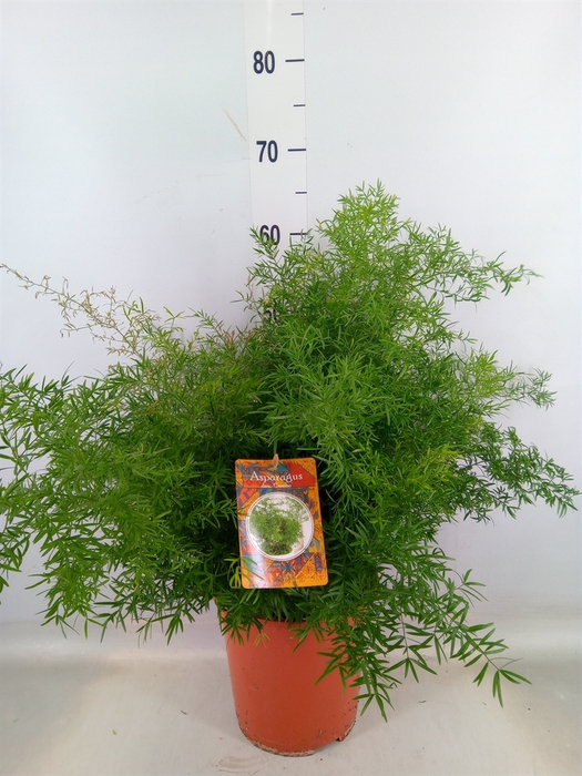 <h4>Asparagus dens. 'Cwebe'</h4>
