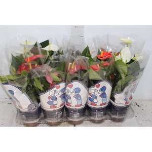 ANTHURIUM VARIADO P12