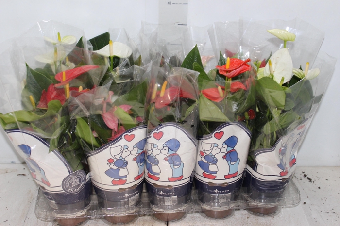 <h4>ANTHURIUM VARIADO P12</h4>