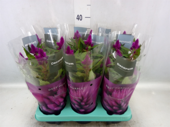 <h4>Celosia arg. SP 'Deep Purple'</h4>