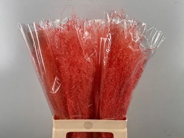 <h4>DRIED SILVERGRAS PB PINK</h4>