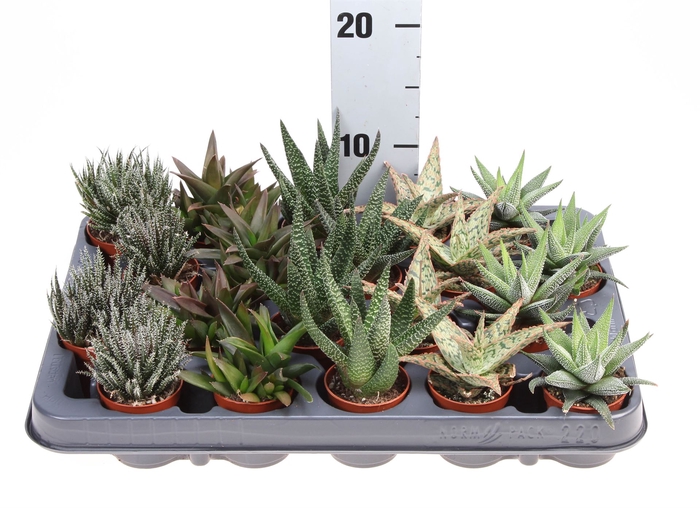 <h4>Aloe   ...mix</h4>