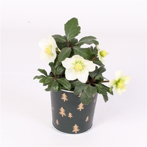 Helleborus niger 'Christmas Carol'
