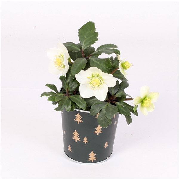 <h4>Helleborus niger 'Christmas Carol'</h4>