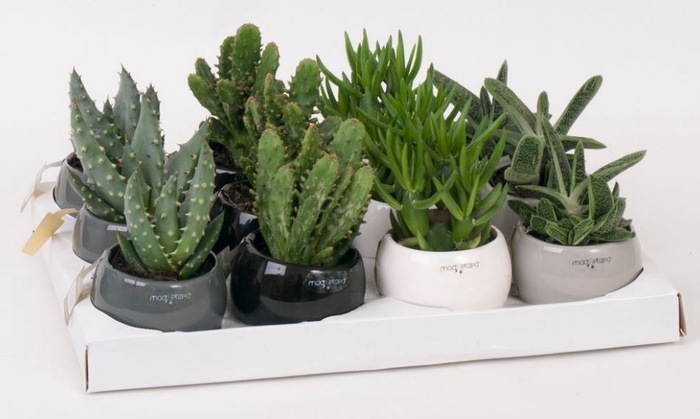 <h4>Keramische pot H%</h4>