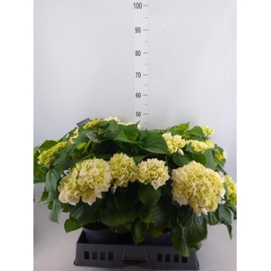 Hydrangea mac. 'Crystal Palace'
