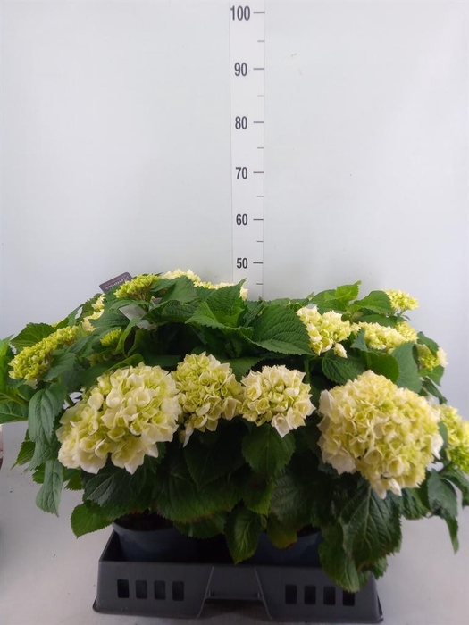 <h4>Hydrangea mac. 'Crystal Palace'</h4>