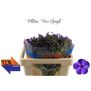 PHLOX P VAN GOGH