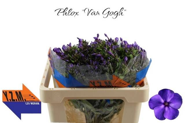 <h4>PHLOX P VAN GOGH</h4>