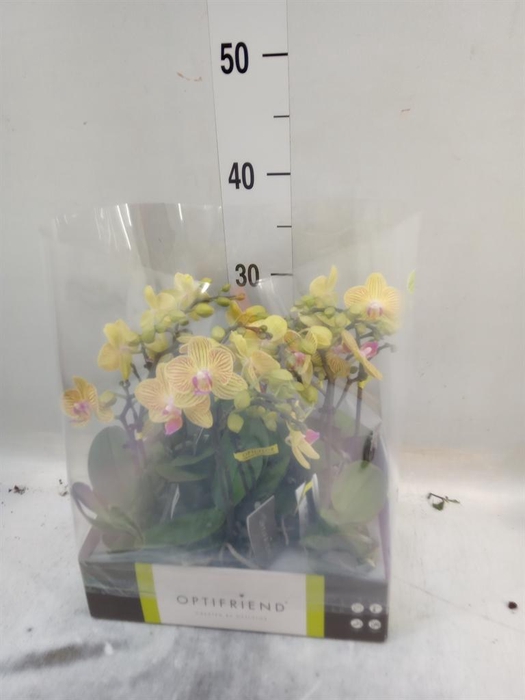 <h4>Phalaenopsis multi.   ...yellow</h4>