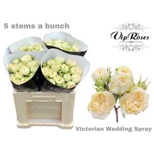 R TR VICTOR WEDDING+