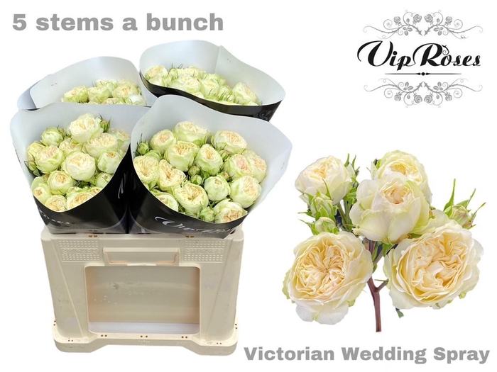 R TR VICTOR WEDDING+