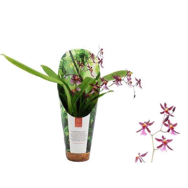 <h4>Inca Oncidium Katarina Zoch 2 spike 9cm in luxury jungle cover</h4>