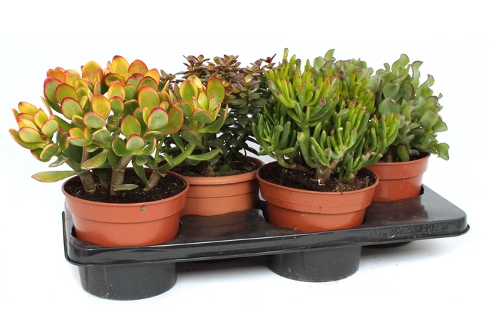 <h4>Crassula mix 17 cm</h4>