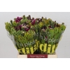 BQ Wild Flower