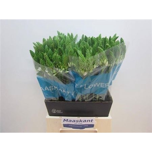 Ornithogalum T Mount Fuji