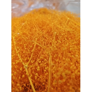 GESTABILISEERD GYPS MILLION STAR APRICOT