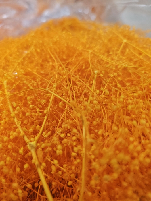 <h4>GESTABILISEERD GYPS MILLION STAR APRICOT</h4>