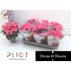 arr8 Beg Hl Adonia Pink