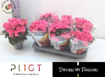 arr8 Beg Hl Adonia Pink