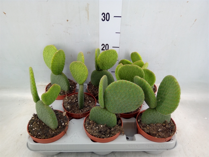 <h4>Opuntia</h4>