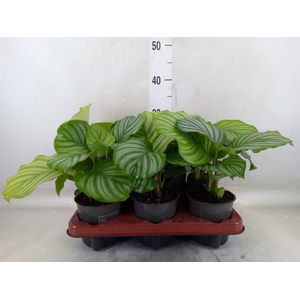 Calathea orbifolia