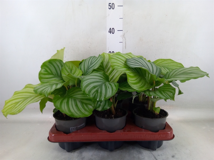 <h4>Calathea orbifolia</h4>
