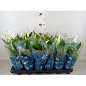 Spathiphyllum  'Chopin'