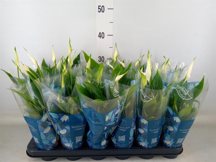 <h4>Spathiphyllum  'Chopin'</h4>
