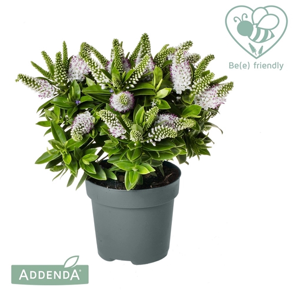 <h4>Hebe Addenda® Donna Jenna P17</h4>